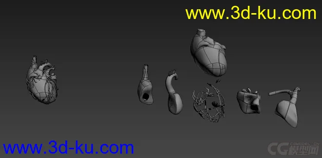 心脏结构模型的图片2