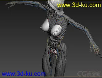 3D打印模型人体结构-骨骼 肌肉血管的图片