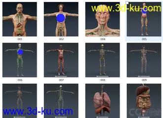 3D打印模型人体结构-骨骼 肌肉血管的图片