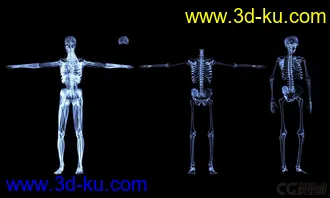 3D打印模型X光 人体骨骼 骷髅的图片
