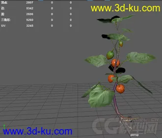 3D植物花草模型——酸浆草（灯笼果）的图片