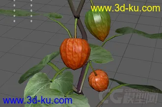 3D植物花草模型——酸浆草（灯笼果）的图片