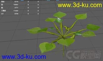 3D植物花草模型——菱角（果实未熟状态）的图片