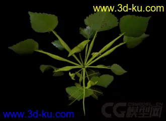 3D植物花草模型——菱角（果实未熟状态）的图片