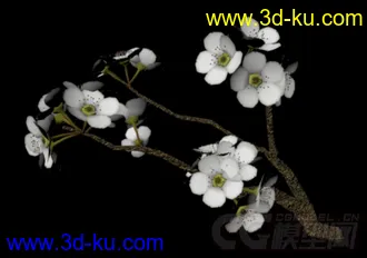 花草植物模型——梨树（附带梨花枝）的图片