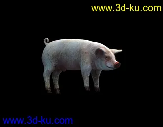 3D打印模型猪-带动画的图片