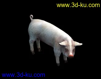 3D打印模型猪-带动画的图片