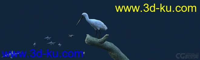 白鹭吃鱼（有动画）-鸟模型的图片3