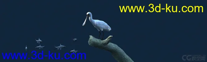 白鹭吃鱼（有动画）-鸟模型的图片4