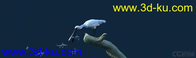 白鹭吃鱼（有动画）-鸟模型的图片5