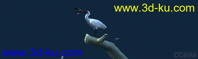 白鹭吃鱼（有动画）-鸟模型的图片6