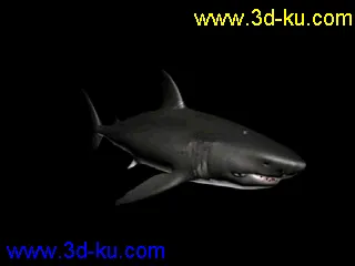 大白鲨 鲨鱼 有绑定有动画 鳃部能动 免费送你了模型的图片1