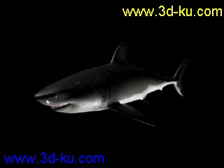 大白鲨 鲨鱼 有绑定有动画 鳃部能动 免费送你了模型的图片2