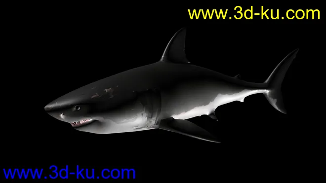 大白鲨 鲨鱼 有绑定有动画 鳃部能动 免费送你了模型的图片4