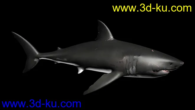 大白鲨 鲨鱼 有绑定有动画 鳃部能动 免费送你了模型的图片5