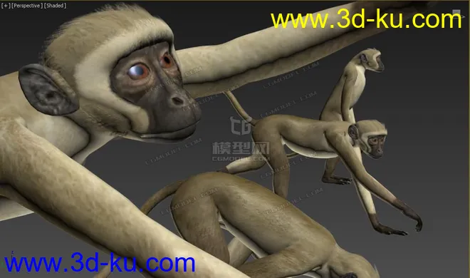 Free 动物调皮猴子 多姿势 绑定骨骼精准蒙皮 by:模型专业户的图片4