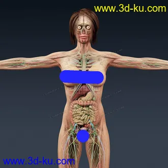 3D打印模型完整的人体器官   人体结构构造   人体   文件齐全的图片
