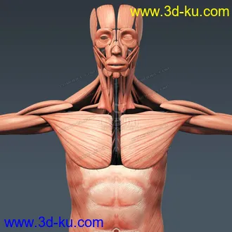 3D打印模型完整的人体器官   人体结构构造   人体   文件齐全的图片