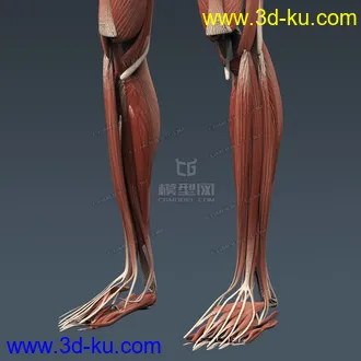 3D打印模型完整的人体器官   人体结构构造   人体   文件齐全的图片