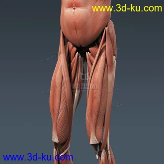 3D打印模型完整的人体器官   人体结构构造   人体   文件齐全的图片
