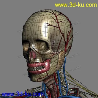 3D打印模型完整的人体器官   人体结构构造   人体   文件齐全的图片