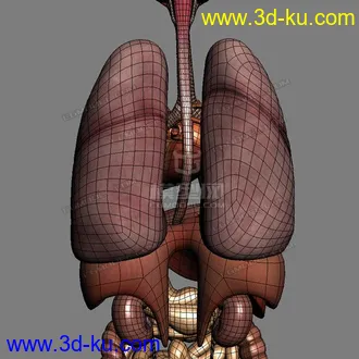 3D打印模型完整的人体器官   人体结构构造   人体   文件齐全的图片