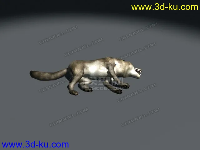 超写实的狼带动画可预览,雪狼,狼,草原狼,写实狼,狼狗模型的图片3