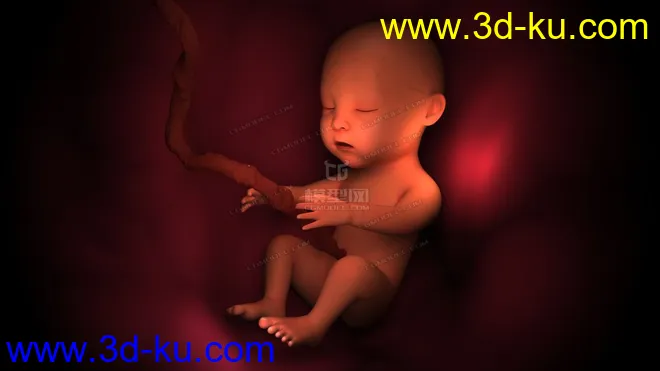人类胎儿 医学胎儿 医疗动画 胚胎模型的图片1