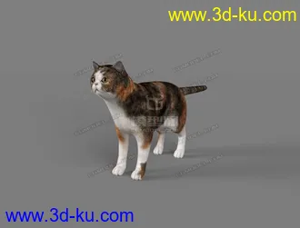 3D打印模型短毛猫的图片