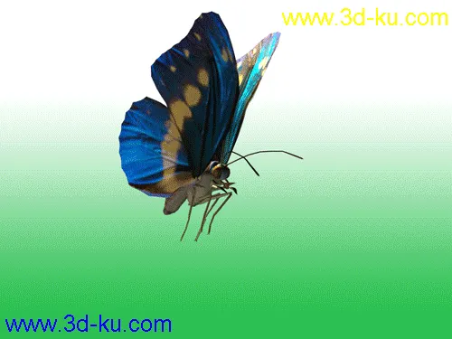 蝴蝶，带动画模型的图片1