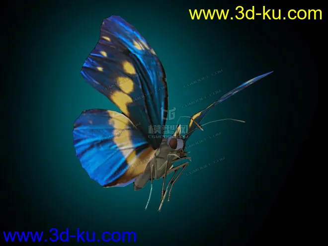 蝴蝶，带动画模型的图片3