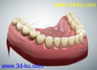 写实牙齿模型的图片