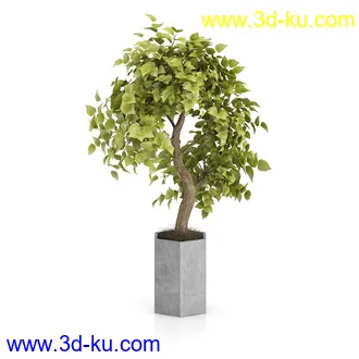 植物模型合集,盆景,盆栽,花草,花盆,各类植物模型共30个的图片