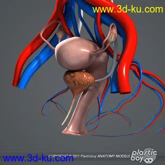 人体器官模型,男女人物解剖模型,人类肌肉骨骼神经内脏模型,maya,max,c4d的图片20