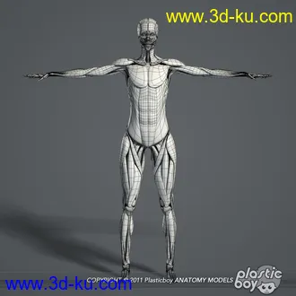 人体器官模型,男女人物解剖模型,人类肌肉骨骼神经内脏模型,maya,max,c4d的图片28