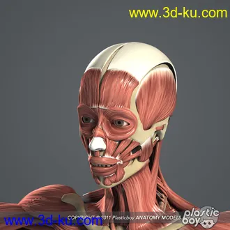 人体器官模型,男女人物解剖模型,人类肌肉骨骼神经内脏模型,maya,max,c4d的图片39