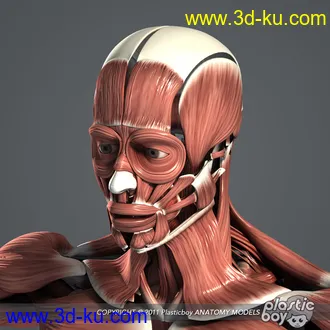 人体器官模型,男女人物解剖模型,人类肌肉骨骼神经内脏模型,maya,max,c4d的图片73