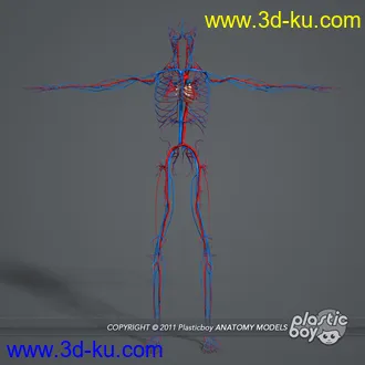 人体器官模型,男女人物解剖模型,人类肌肉骨骼神经内脏模型,maya,max,c4d的图片