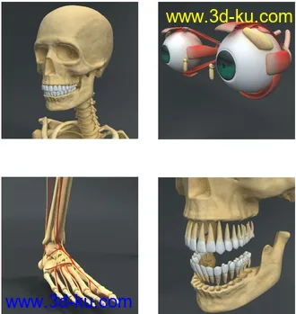 人体解剖学模型,男性女性解剖3D模型的图片1