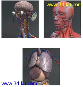 人体解剖学模型,男性女性解剖3D模型的图片