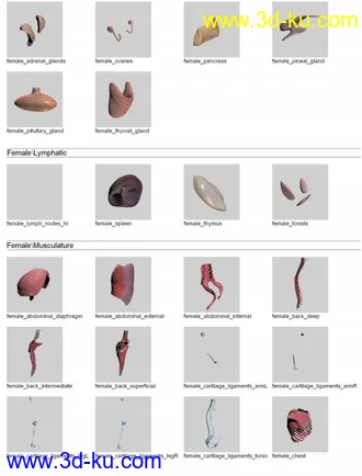 人体解剖学模型,男性女性解剖3D模型的图片5