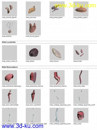 人体解剖学模型,男性女性解剖3D模型的图片