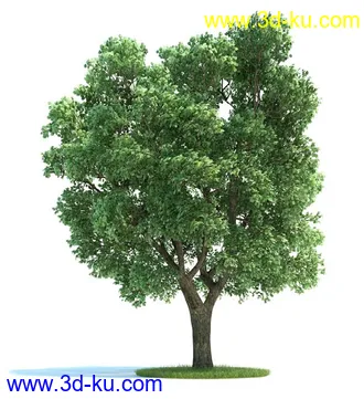 榆科树,樱桃树,柳树,栎树,槭树,七叶树,桦木树,松树,云杉,植物模型合集的图片