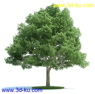 榆科树,樱桃树,柳树,栎树,槭树,七叶树,桦木树,松树,云杉,植物模型合集的图片5