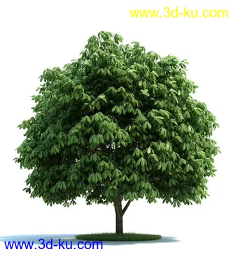 榆科树,樱桃树,柳树,栎树,槭树,七叶树,桦木树,松树,云杉,植物模型合集的图片7